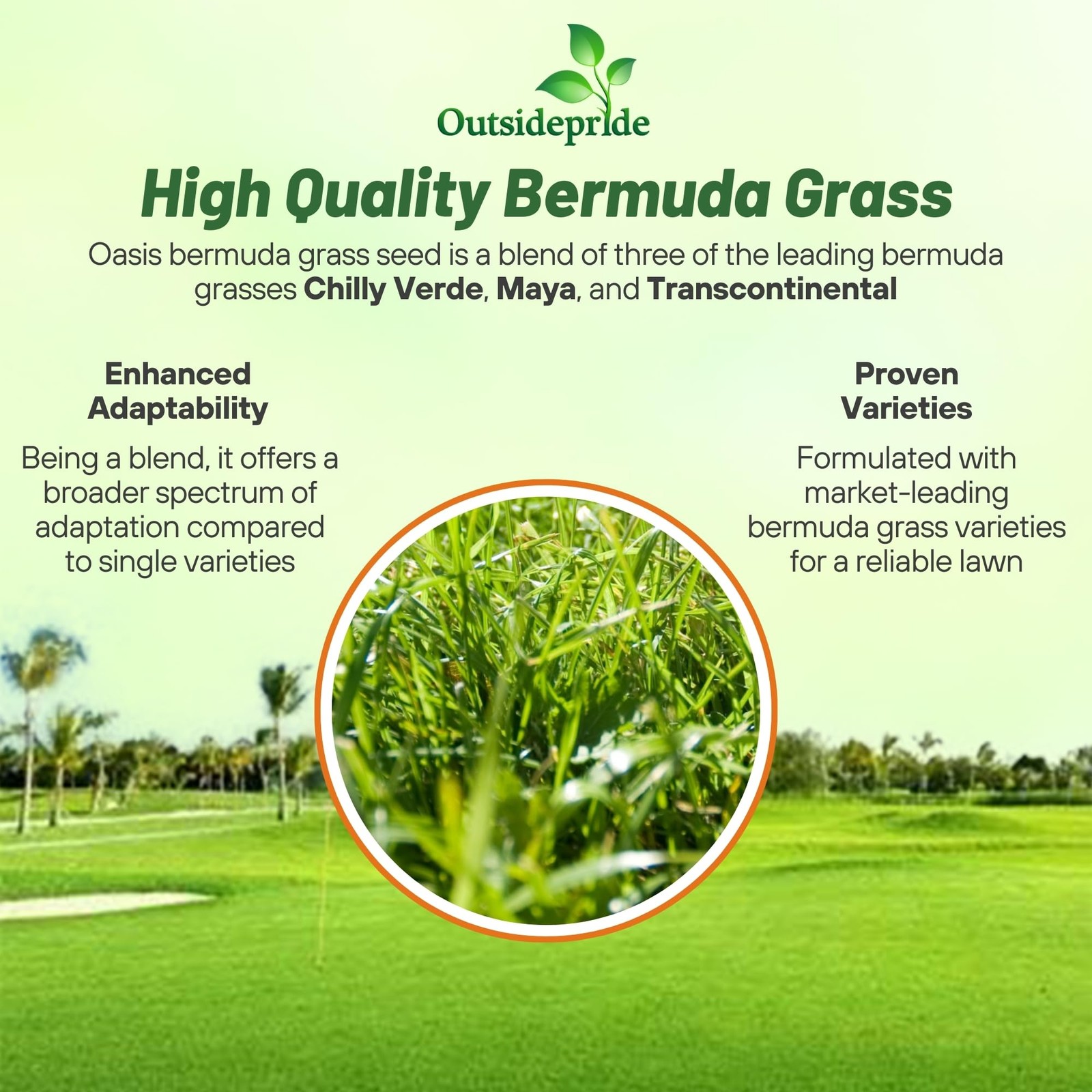 Bermuda Grass Seed 10 lb Warm Season Heat Resistant Drought Tolerant Oasis High