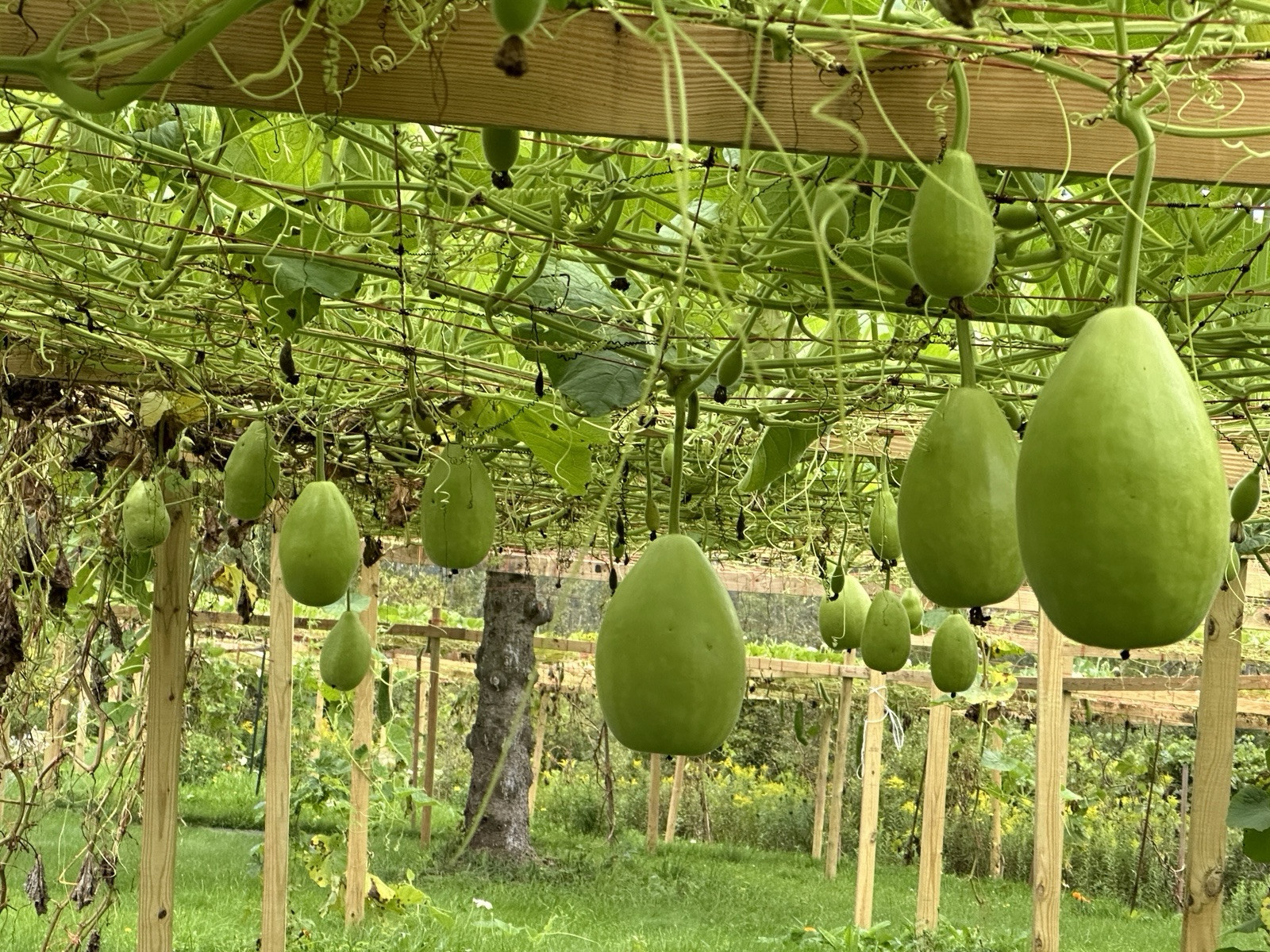 Bottle Gourd Seeds – Surma (Round) for Planting 20 Seeds