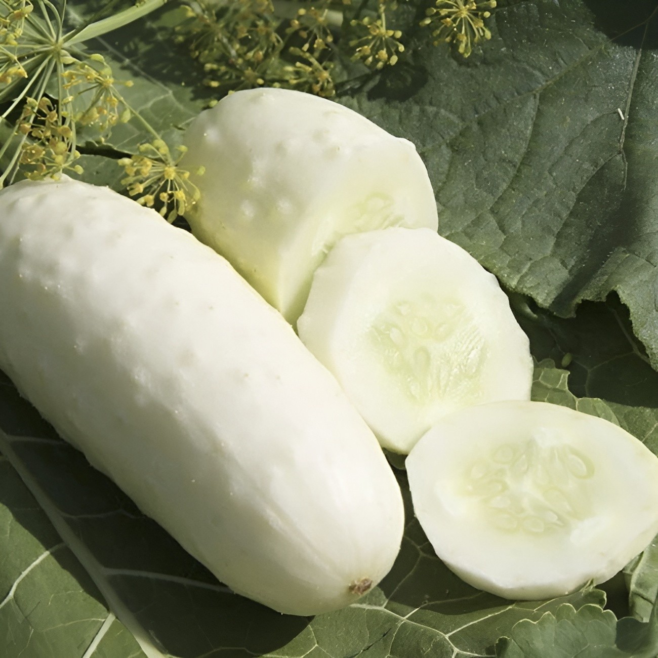 60 Heirloom White Wonder Cucumber Seeds – Delicious Solid White Pickling Variety