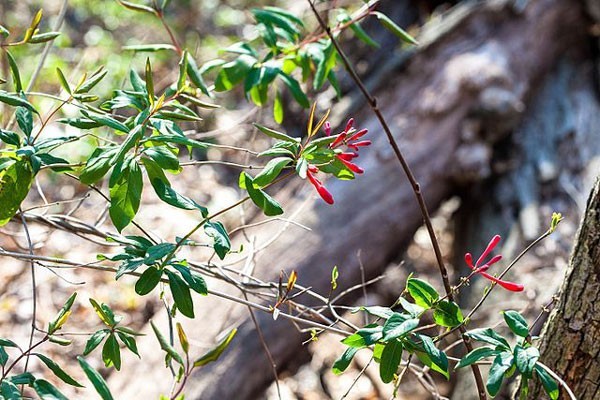 Lonicera sempervirens | Trumpet Honeysuckle ‘Major Wheeler’ | 5 Seeds