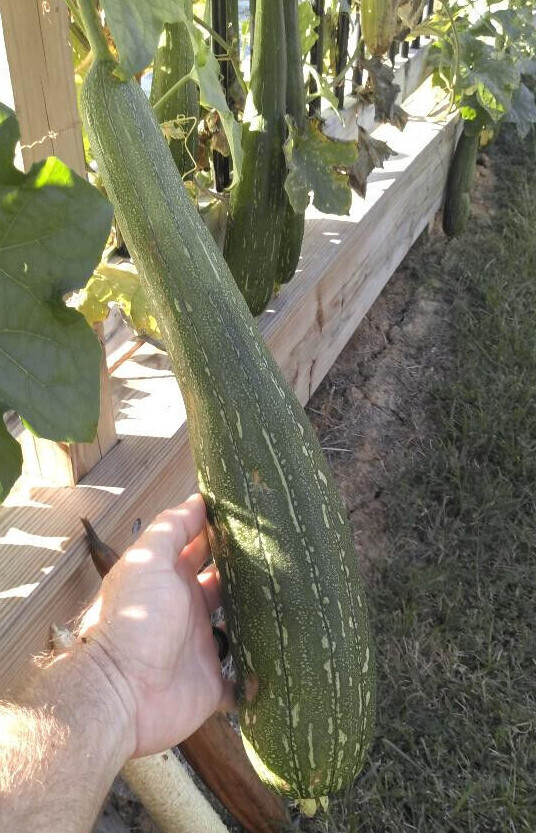 10+ 2023 USA LUFFA GOURD SEEDS LOOFAH SPONGE DISHCLOTH FREE SHIPPING NON-GMO