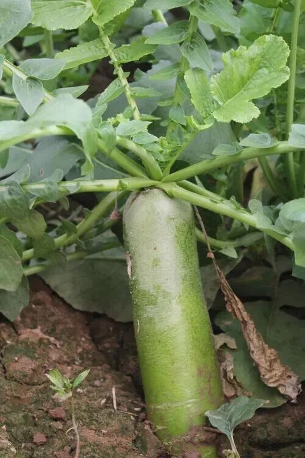 Chinese Green Radish Seeds Sweet Crisp Non-GMO Easy Grow High Yield