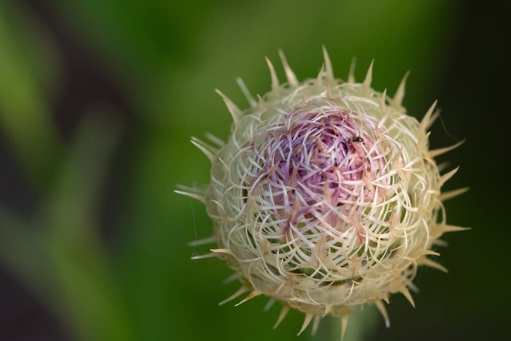100 American Star Thistle Seeds Centaurea Americana Basket Flower