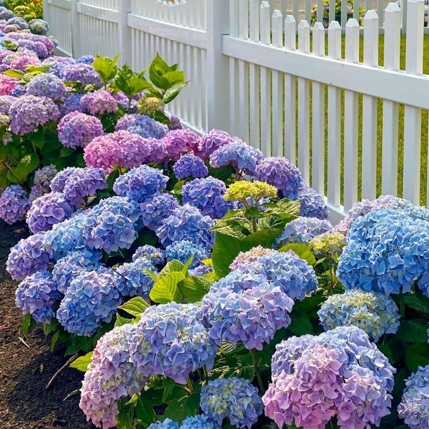 50Pcs Mixed Hydrangea Flower Seeds â€“ Colorful Hortensia Garden Seeds for Pl…