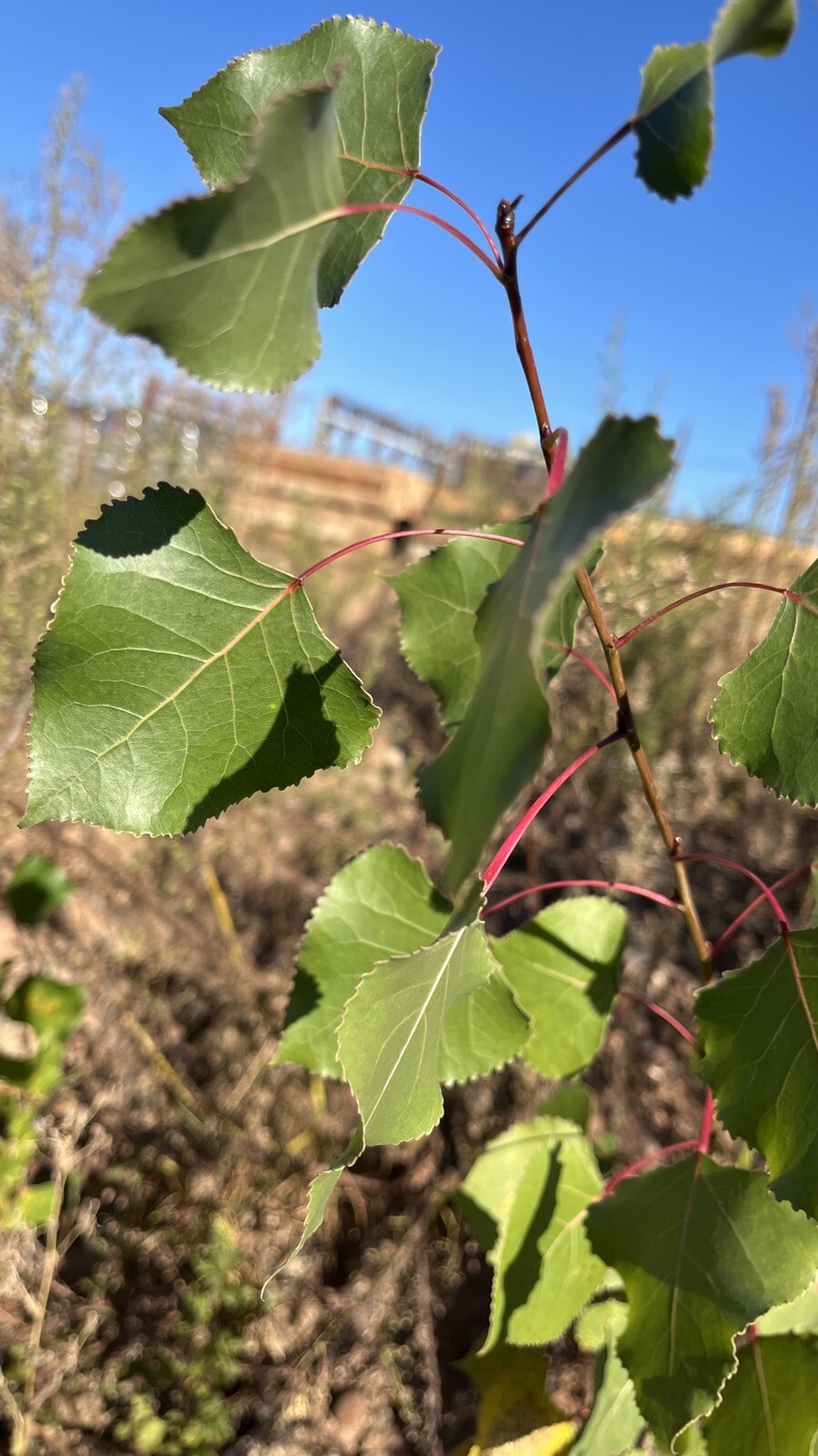 Cottonwood Tree, 2 year old 2 ft tall bare root plant, Populus Fremontii