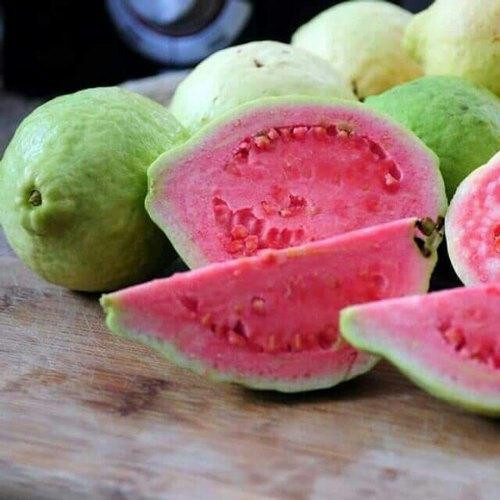 50+ Taiwan Pink Guava Seeds for Garden Planting – USA – FREE SHIPPING!