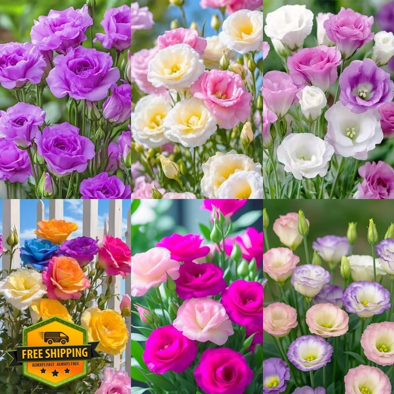 1050+ Mixed Lisianthus Flower Seeds, Perennial Eustoma Grandiflorum