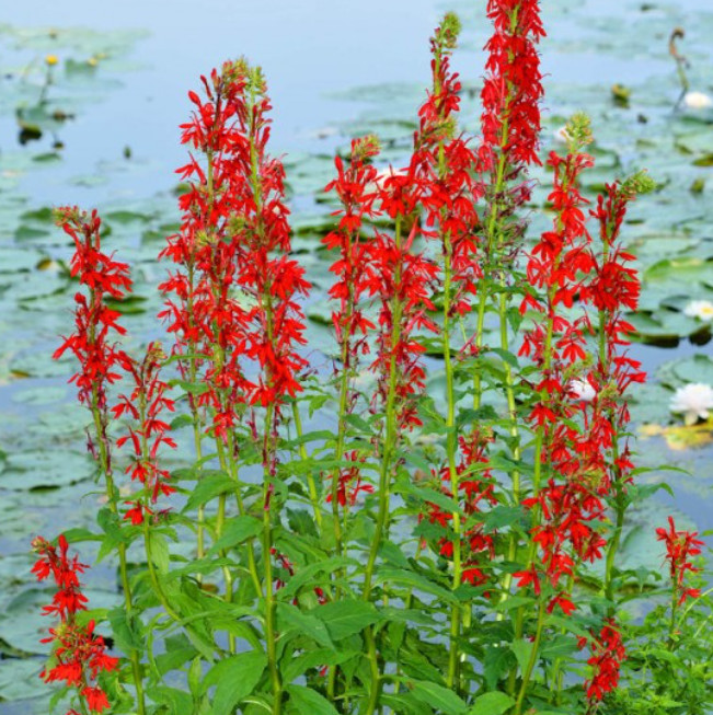 CARDINAL FLOWER Red Hummingbird Plant Perennial Wet Areas Non-GMO 1000 Seeds!