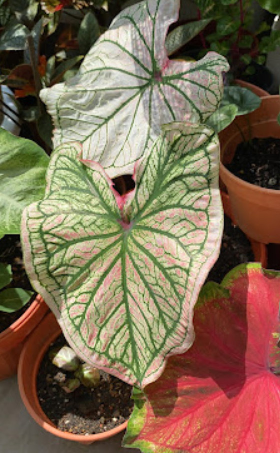 Caladium ‘Debutante’ – Size #2 Bulbs (4 Bulbs, 1 to 1.5 inches)