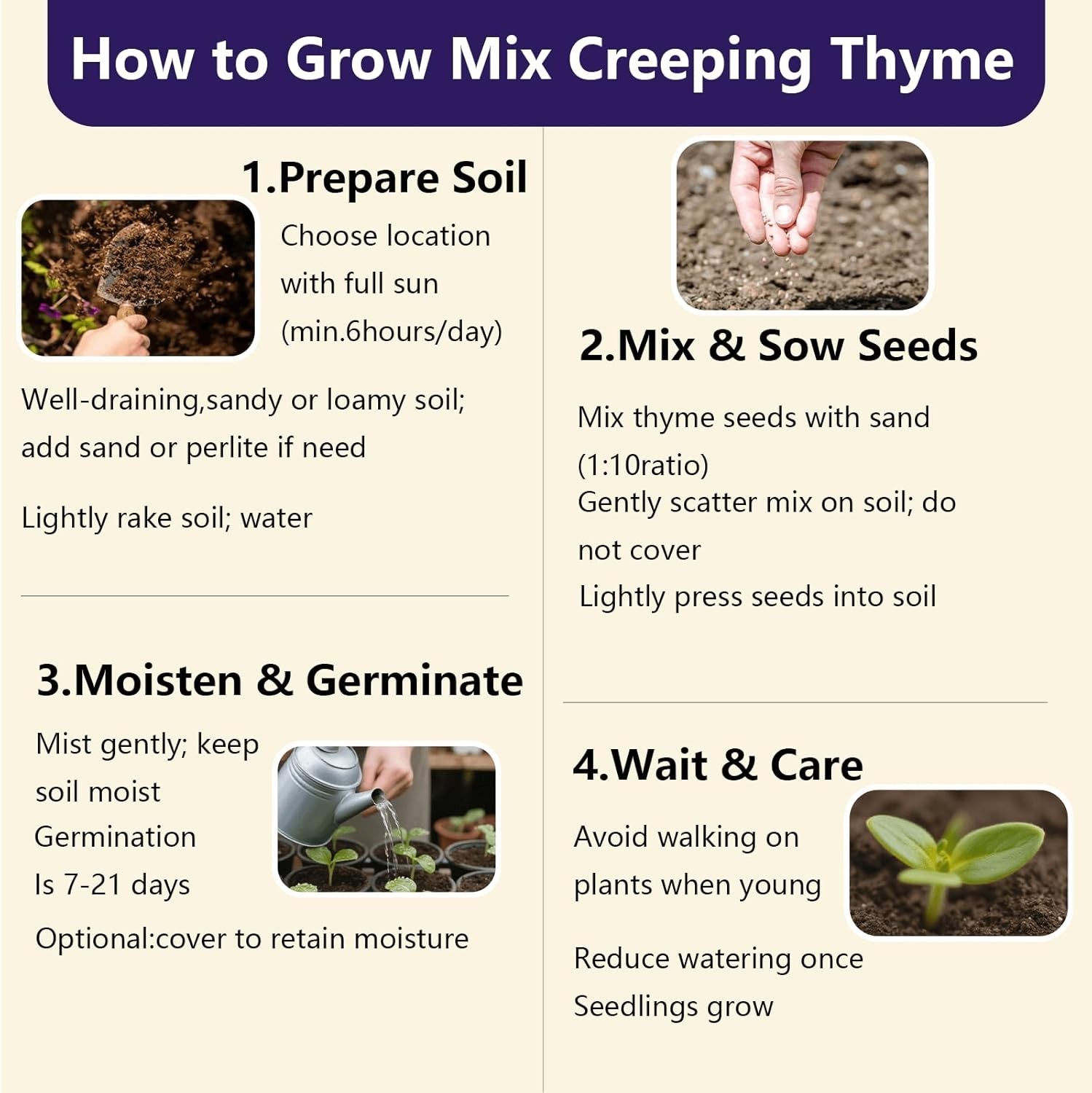 32000+ Mix Creeping Thyme Seeds Wild Creeping Thyme Seeds for Planting