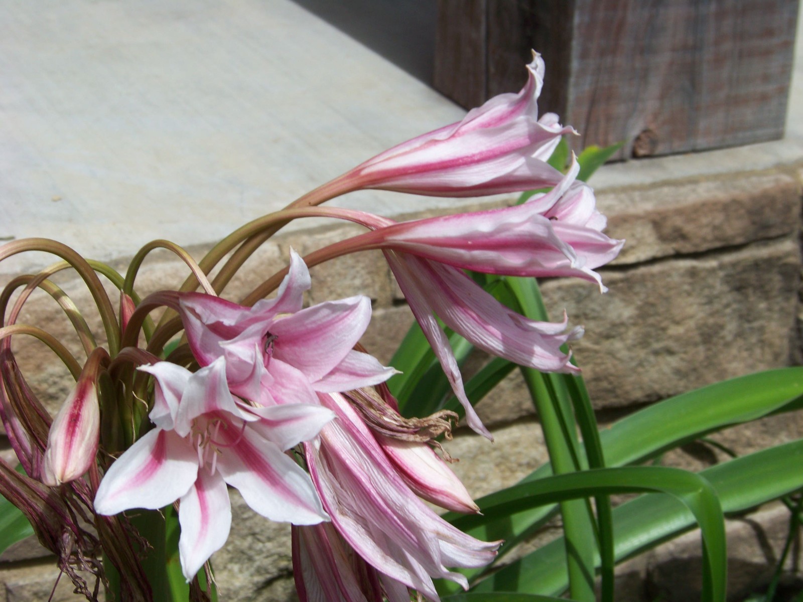 25 Flower Bulbs – Amaryllis, Daylilies, Crinum lilies, Iris, Gladiolus, & More