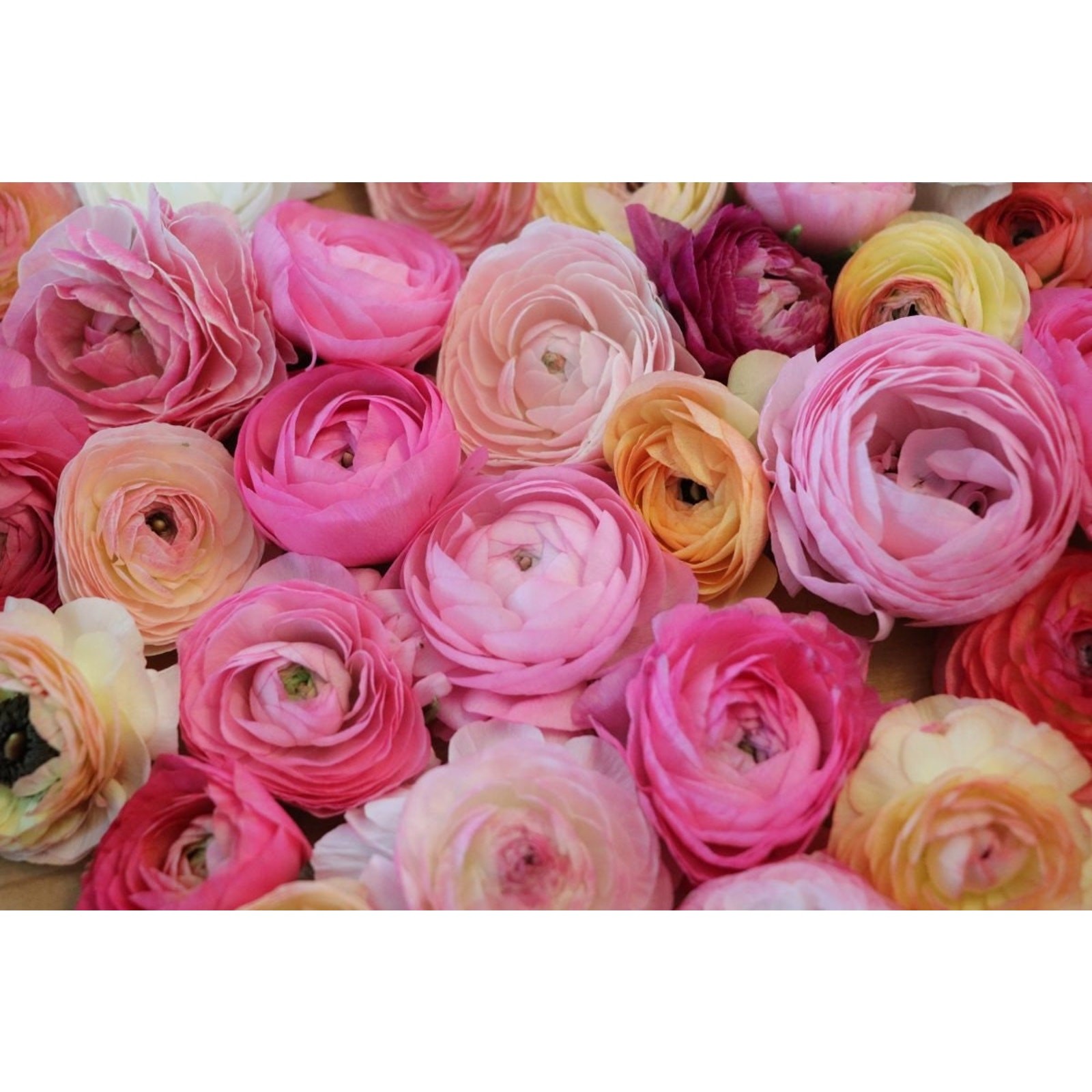 Ranunculus Asiaticus Tecolote Mixed Color Flowers Bulbs Corms Persian – 10 Corms