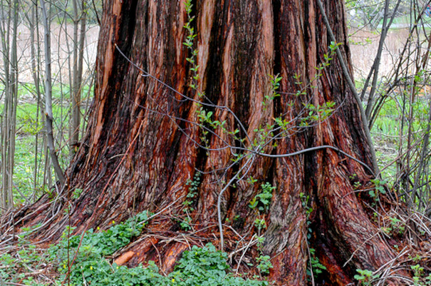 Dawn Redwood Tree Seeds (Metasequoia glyptostroboides) Fast Hardy Bonsai Plant