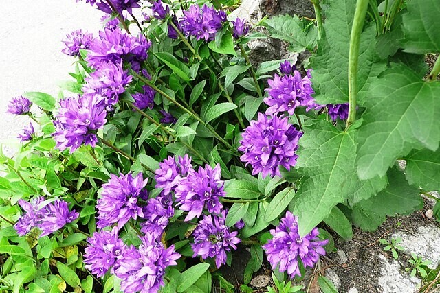 BLUE CLUSTERED BELLFLOWER, 200 SEEDS, CAMPANULA GLOMERATA ‘SUPERBA’ EASY TO GROW