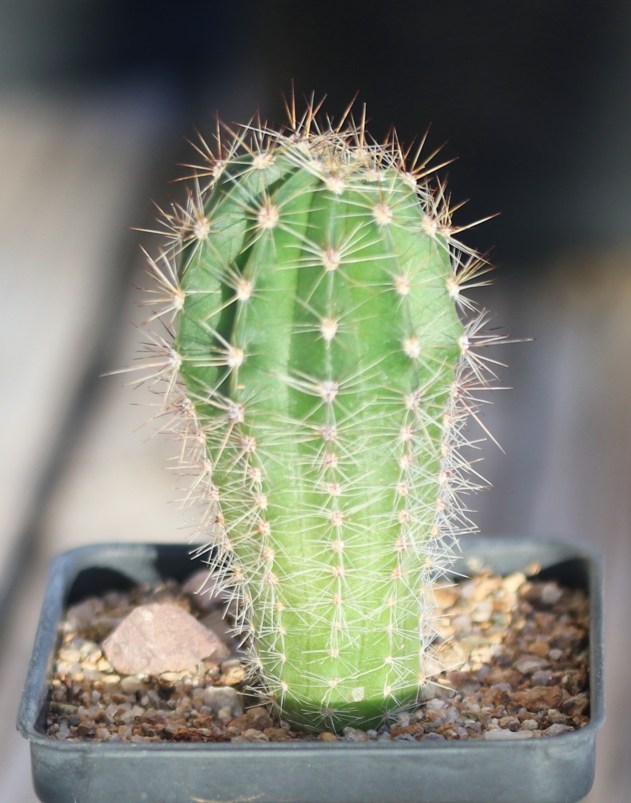 Echinopsis hybrid ‘Unexpected’