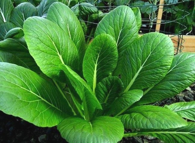 600+ Komatsuna Spinach Mustard Tendergreen Vegetable Seeds