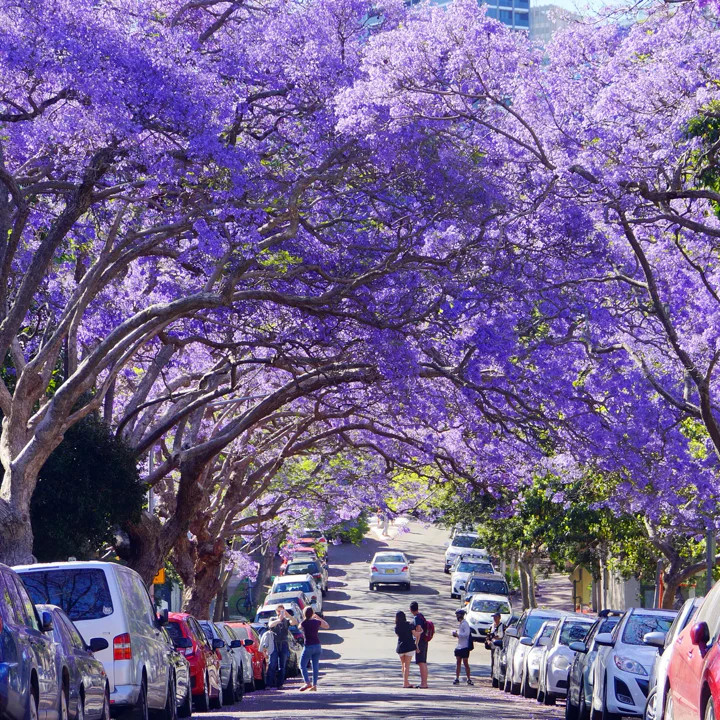 Jacaranda Purple Tree Seeds | Lavender Blue Flower Tropical Plant Tree Seed 2024