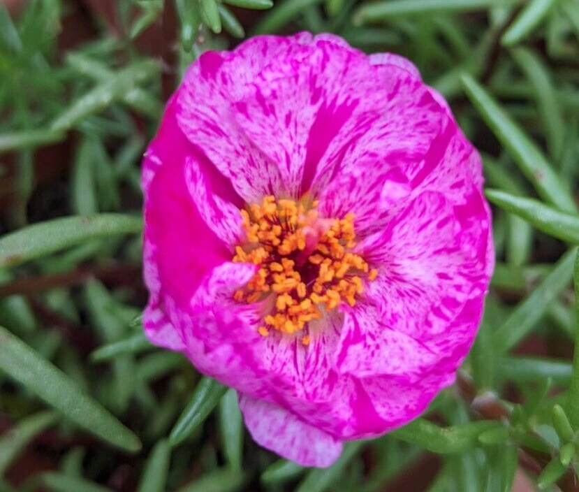 1000+ Moss Rose Double Mix Portulaca grandiflora button rose 150mg seeds