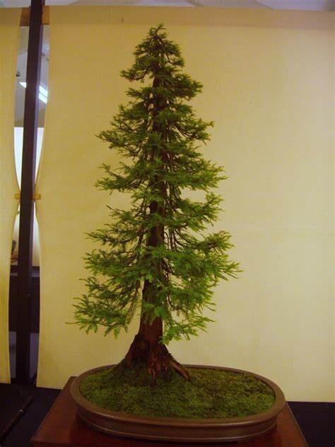 Bonsai Dawn Redwood seeds 5 count~ Great hobby Idea