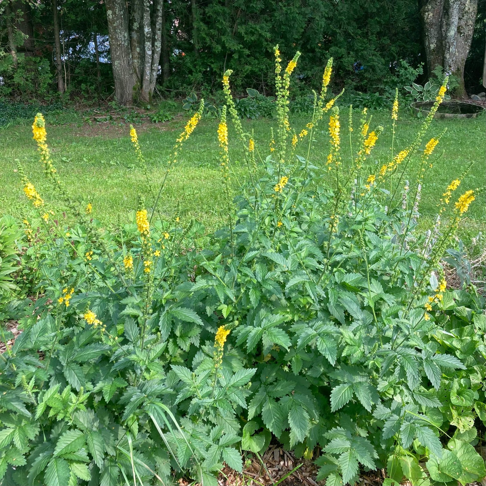 Agrimony Seeds (Agrimonia eupatoria) ~Traditional Herb Pollinator Garden