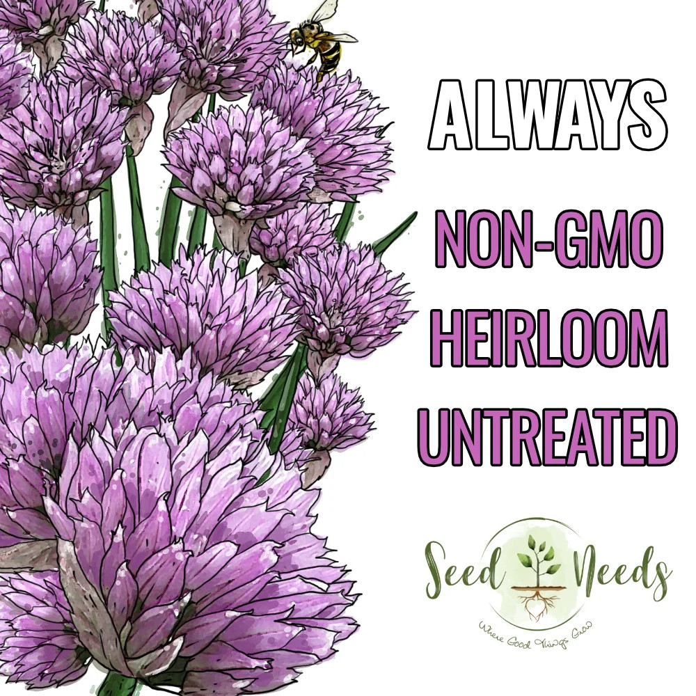 Common Chives Herb Seeds For Planting (Allium schoenoprasum)