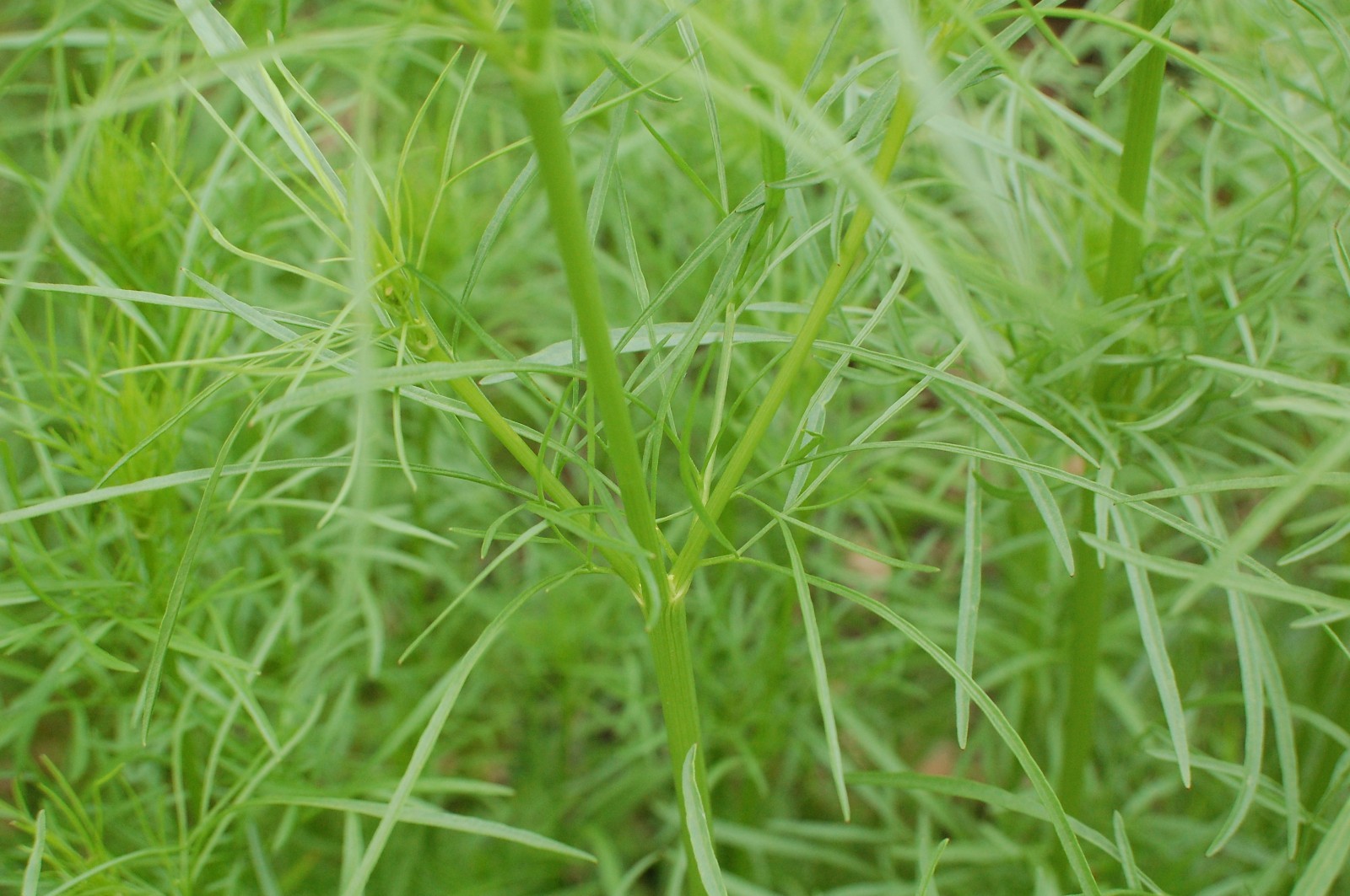 1 gram+ Coreopsis tinctoria Seeds/Tall Plains Coreopsis/Central US Native Plant
