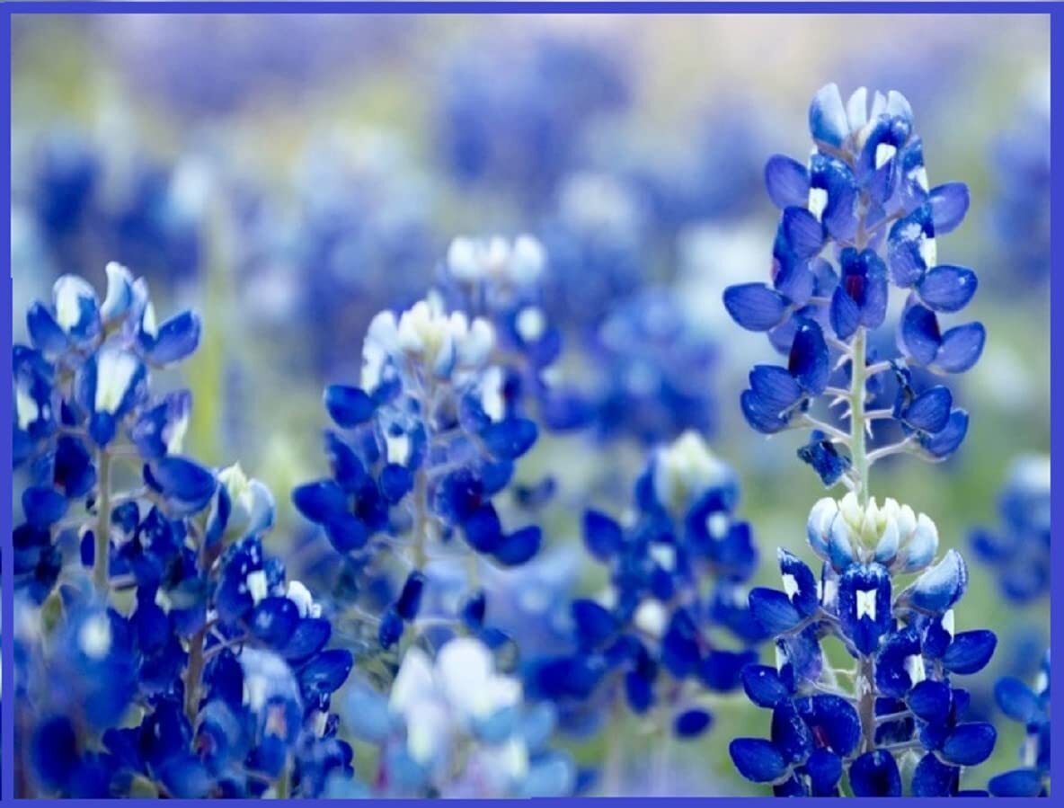 Texas Bluebonnet Wildflower Seeds for Planting – 250+ Seeds – Vibrant Blue Wildf