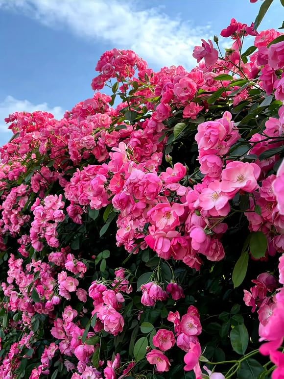 100+ Mixed Climbing Rose Seeds Heirloom Flowers Garden Planting
