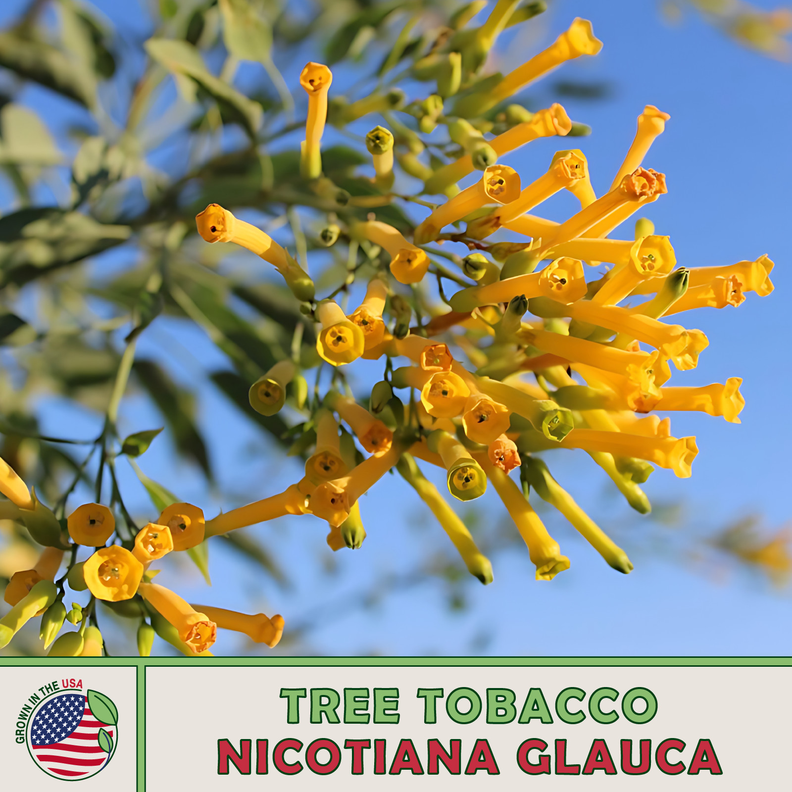 250 Tree Tobacco Seeds, Nicotiana glauca, Ornamental, Pollinator Attractor