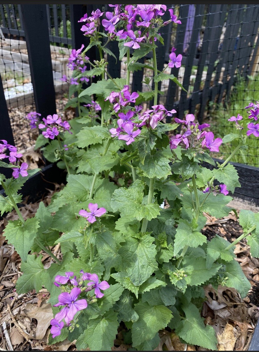 MONEY PLANT SEEDS Lunaria Biennis Popes Money NJ USA Check My Store For More