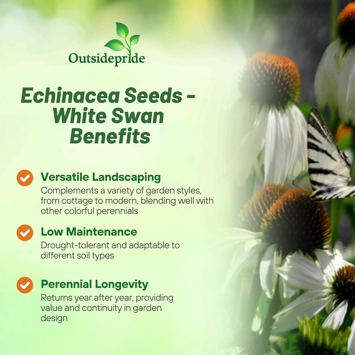 1000 Seeds Echinacea Drought Tolerant White Swan Coneflower Garden Flower Seed