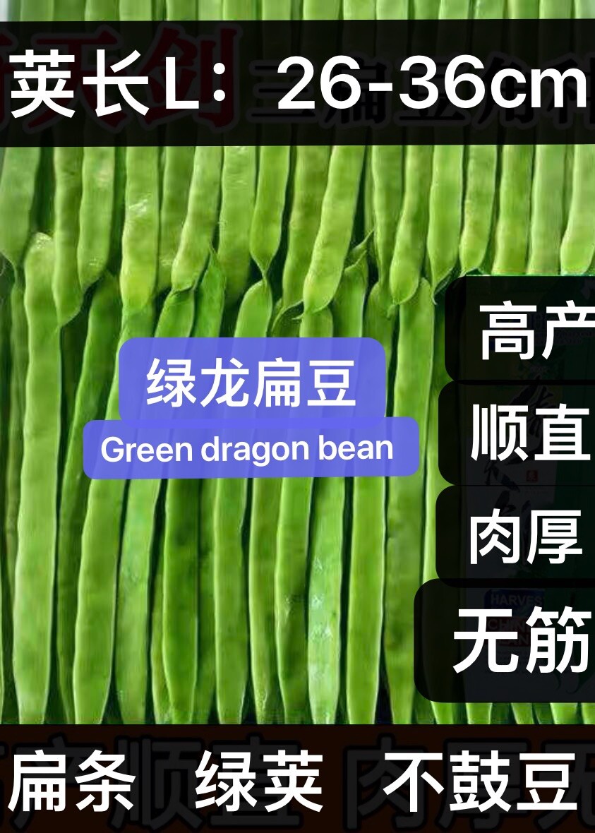 60Ct green dragon bean seeds Stringless pole Bean Heavy producer 60粒高产新绿龙长扁豆架豆种子