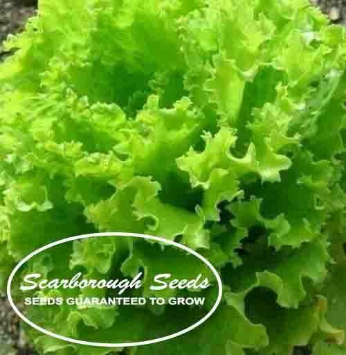 SCARBOROUGH SEEDS Green Salad Bowl Lettuce 1000 Seeds Non GMO Fresh Garden Seeds