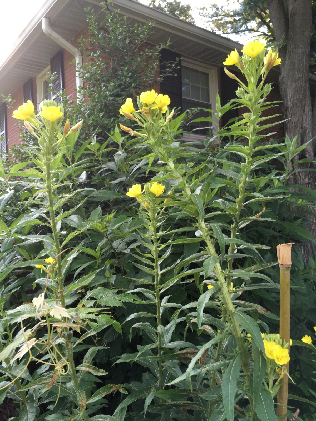 300 + Common Evening Primrose seeds, organically grown – Free Shipping