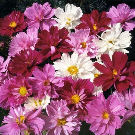 Cosmos PSYCHE Mix Beautiful 4” Frilly Double Petals 3-4’ High Non-GMO 100 Seeds.