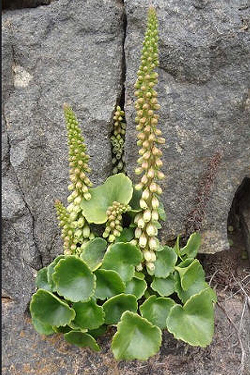 Umbilicus rupestris WALL PENNYWORT Seeds!