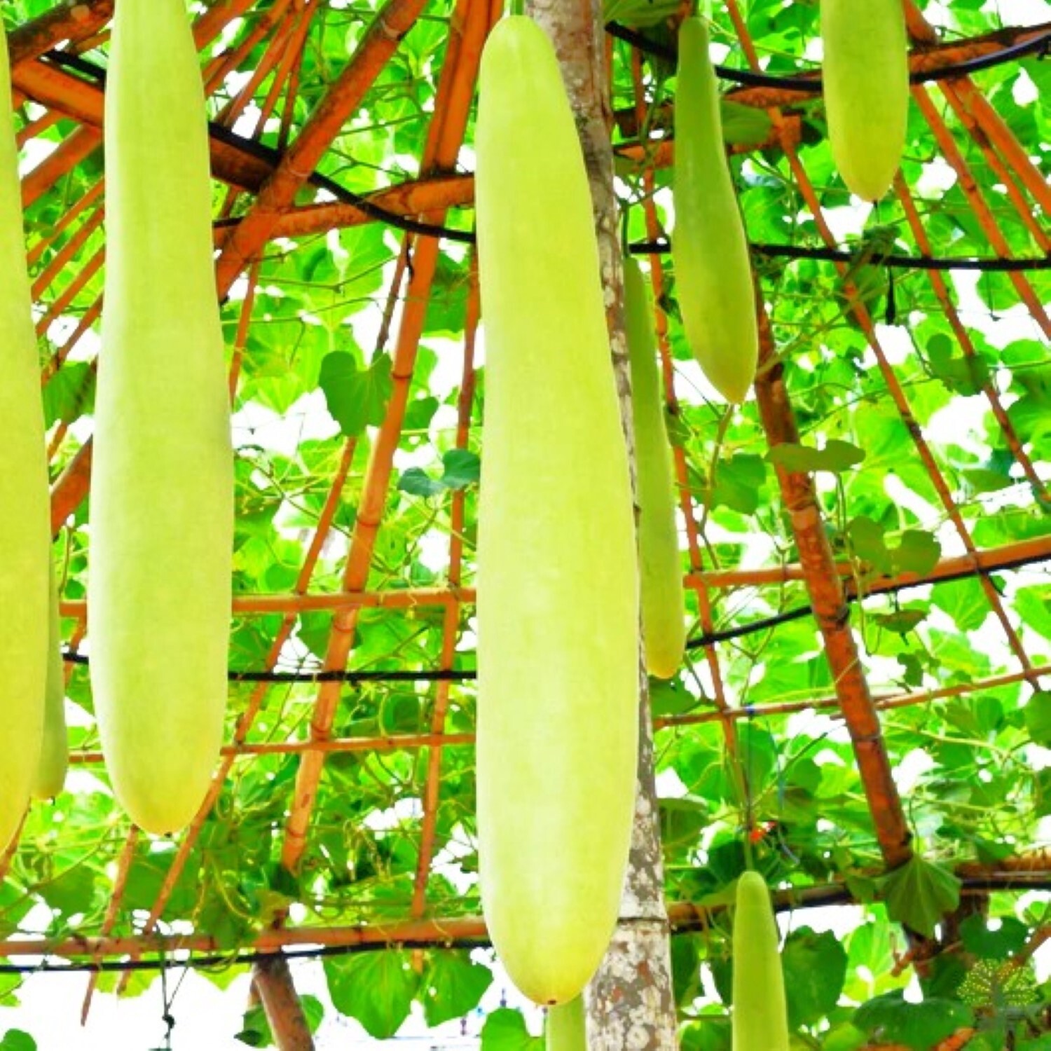 Nam Tao Long Bottle Gourd Seeds | Hybrid Indian Calabash Snake Melon Seed 2025