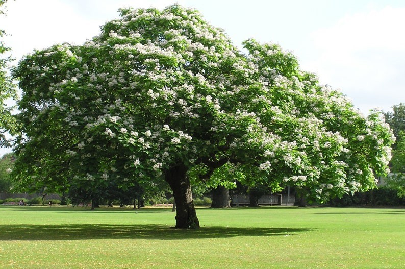 Catalpa Tree seedling, beautiful landscape tree 1 Ft Tall