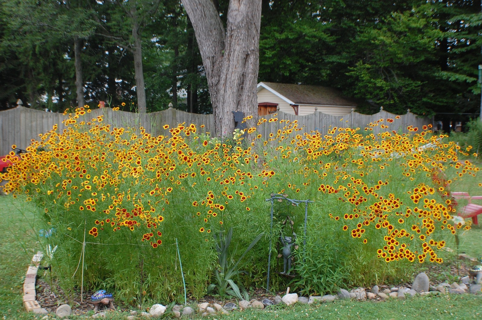 1 gram+ Coreopsis tinctoria Seeds/Tall Plains Coreopsis/Central US Native Plant