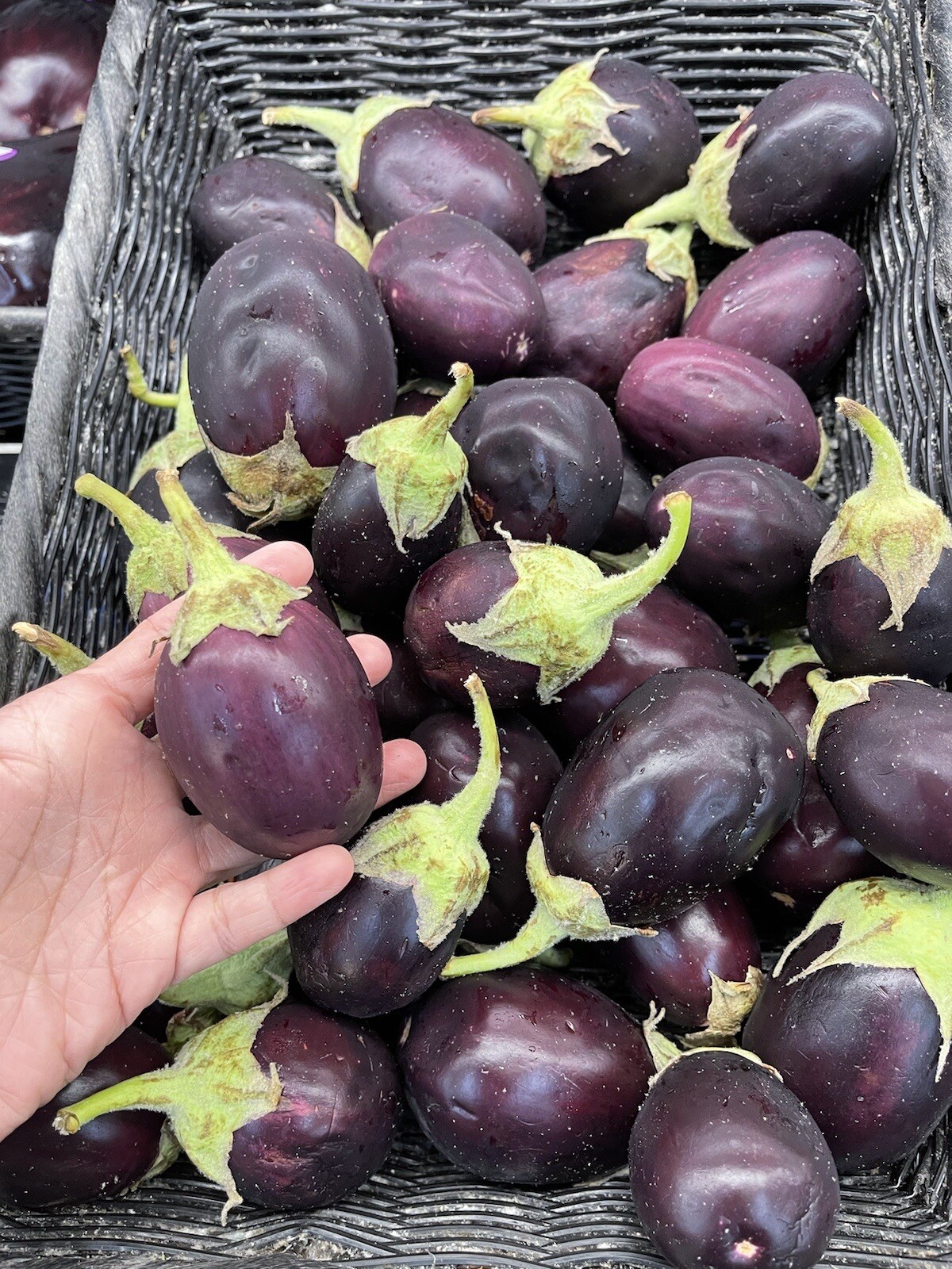 100+ SEEDS Thai Round Purple Eggplant | NON-GMO