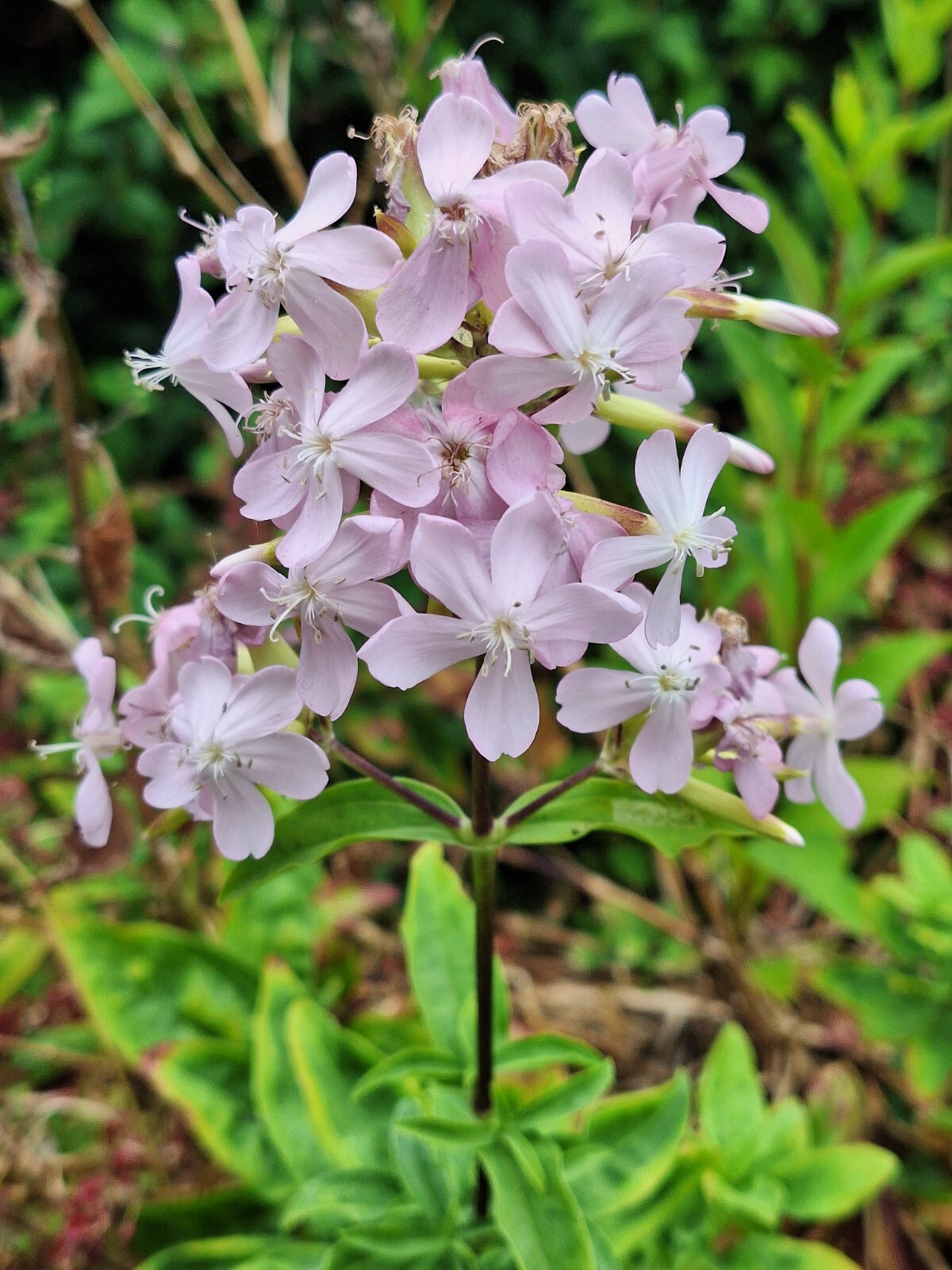 BLUSH PINK MALTICE CROSS 100 SEEDS. RARE COLOR, LYCHNIS CHALCEDONICA