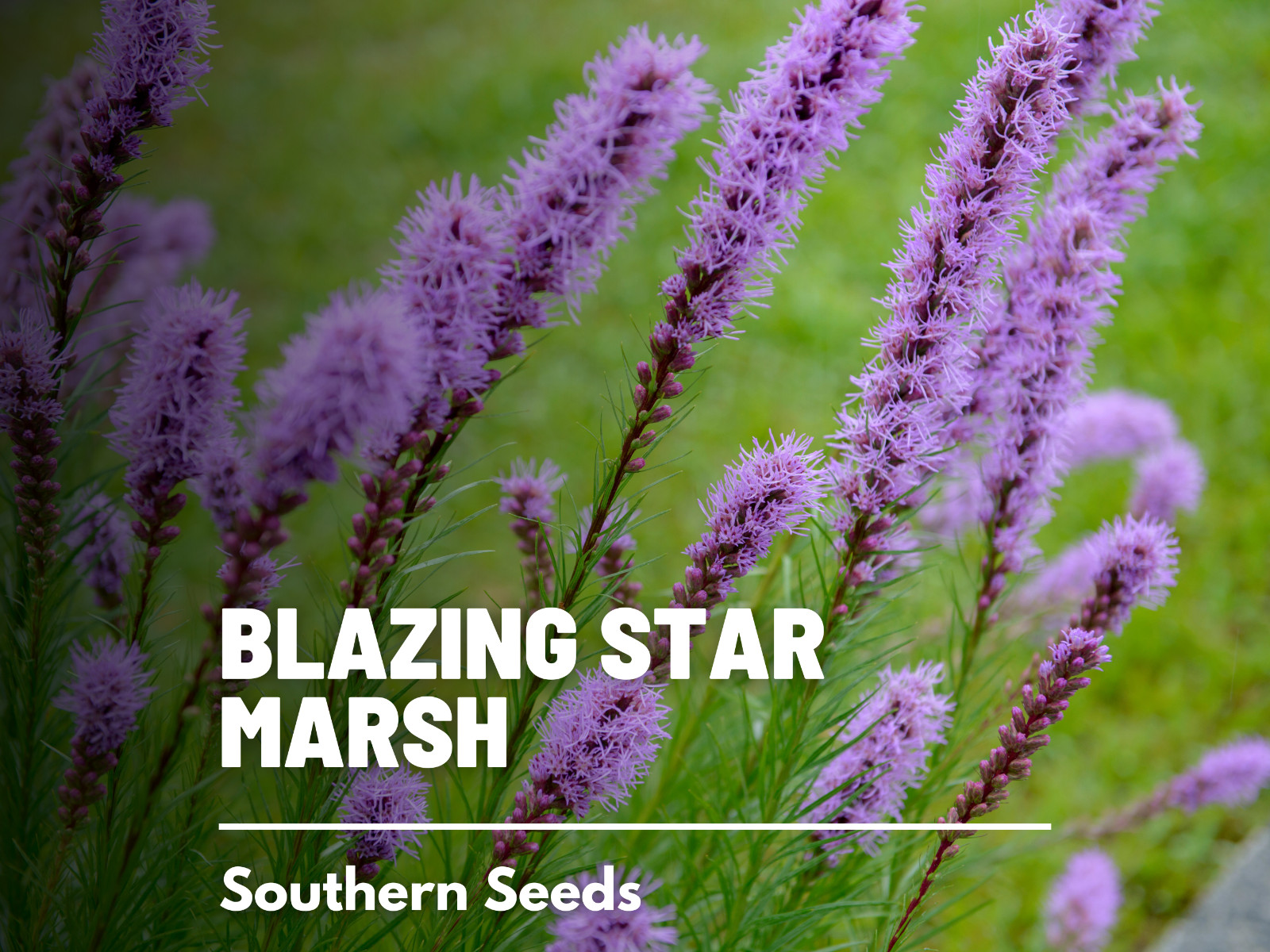 Blazing Star, Marsh – 150 Seeds, Heirloom Flower (Liatris spicata)