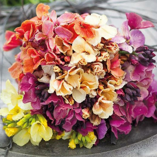 Wallflower FAIR LADY MIX Fragrant Bi-Colored Biennial Fragrant Non-GMO 200 Seeds