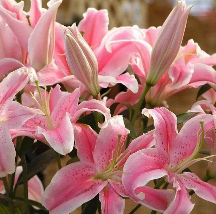 50pcs Pink Rare Lily Flower Seeds Planting Flower Lilium Perfume Garden. (#9622)