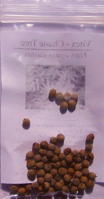 Purple Vetch – 100 seeds – Vicia cracca
