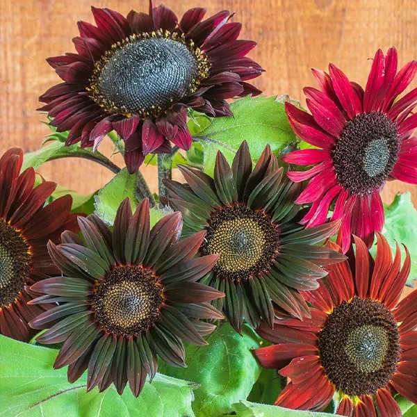 Chocolate Cherry Sunflower Seeds