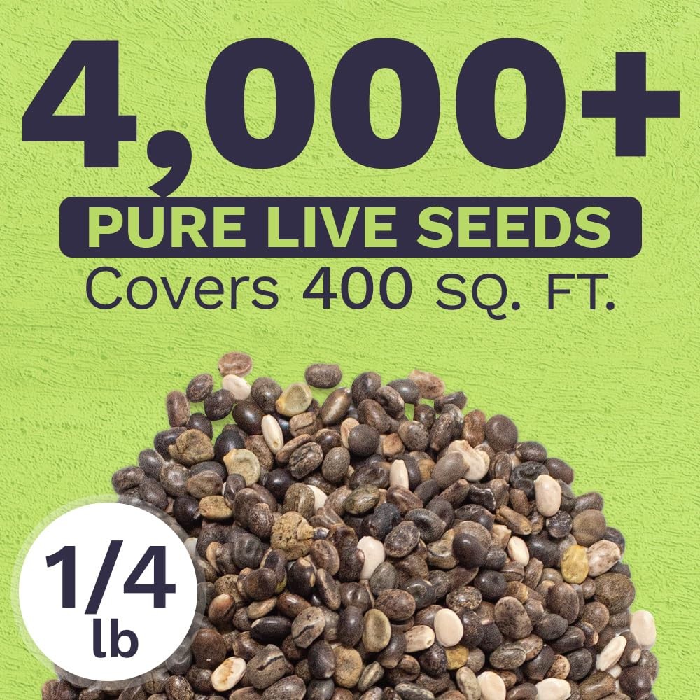 Bulk Lupine Mix Wildflower Seeds 1/4 Pound Bag Over 4,500 Untreated Annual