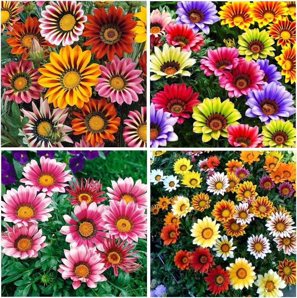 Gazania Splendens Ground Cover Seeds – 100 Count for Colorful Outdoor Displays