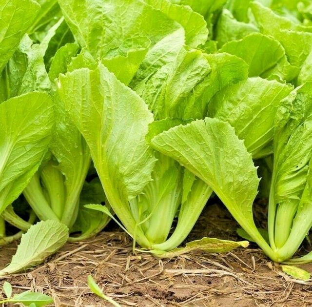 Tendergreen Mustard Seeds, Spinach Mustard, NON-GMO, Komatsuna, FREE SHIPPING