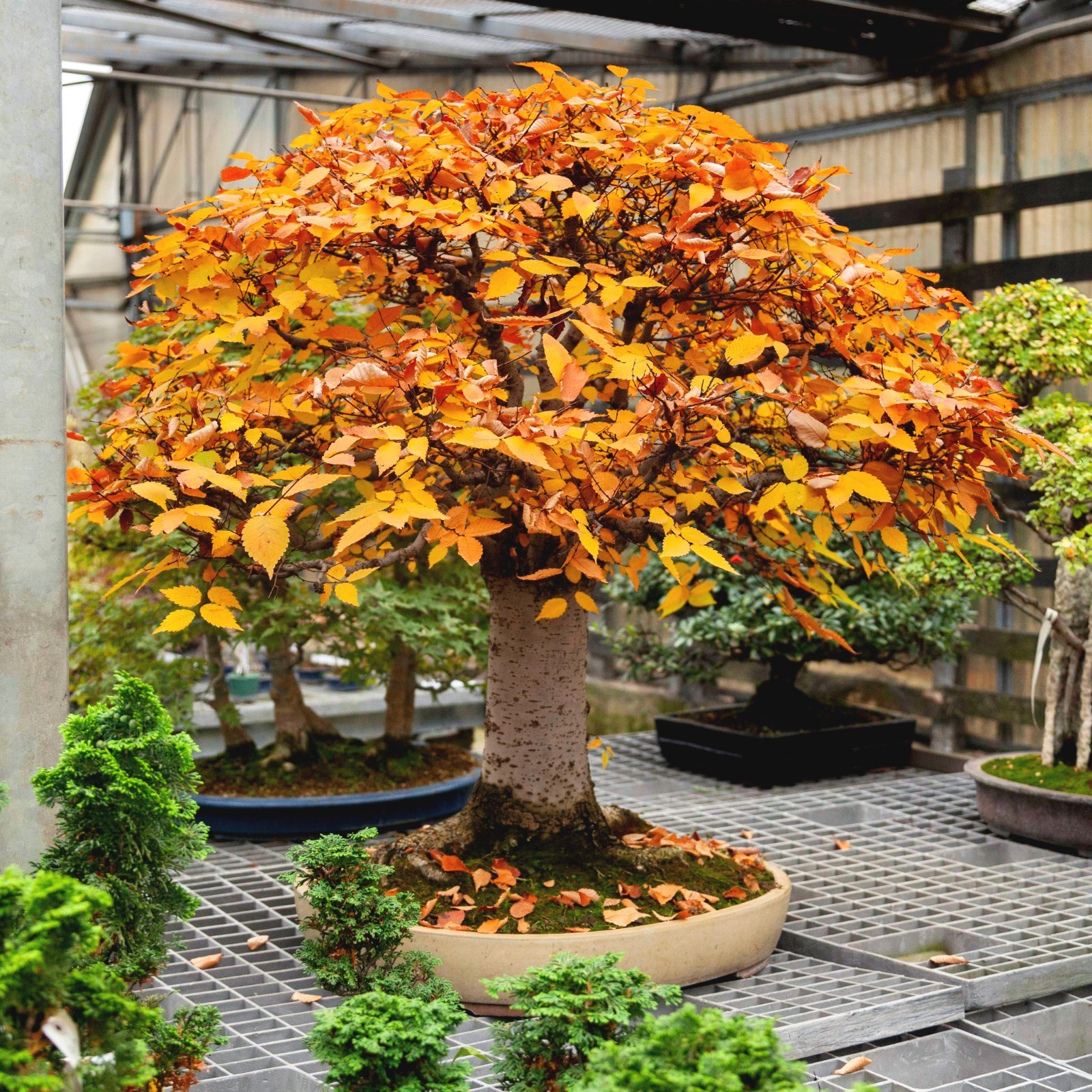 10 Japanese Grey Bark Elm (Zelkova serrata) Tree Seeds Bonsai Very FAST Growing!